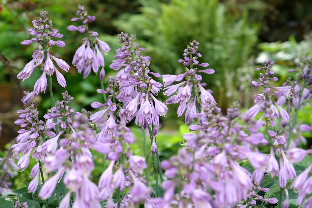 Hostas in flower (Alamy/PA) (Alamy/PA)