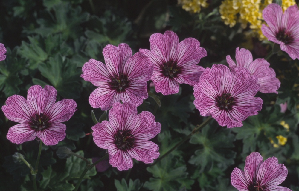 Hardy geraniums tolerate shade (Alamy/PA) (Alamy/PA)