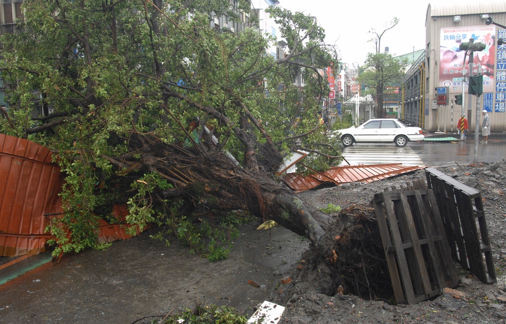 An uprooted tree lies on the ground after being toppled by Typhoon Jaigmi in Luotung, a town in Taiwan's northeastern Ilan county (AFP/Getty)