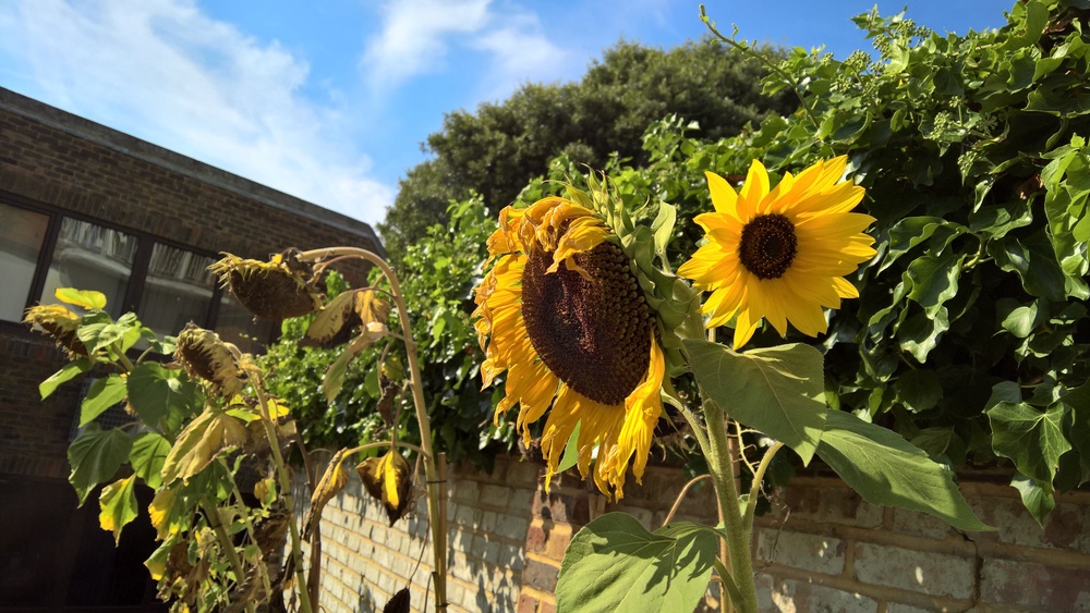 Sunflowers love the sun. What more is there to say? (Getty/iStock)