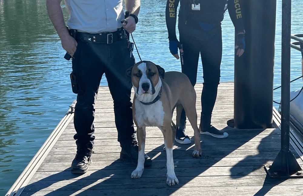 Canine suffers cuts on paws from sharp rocks (Marine Rescue NSW)