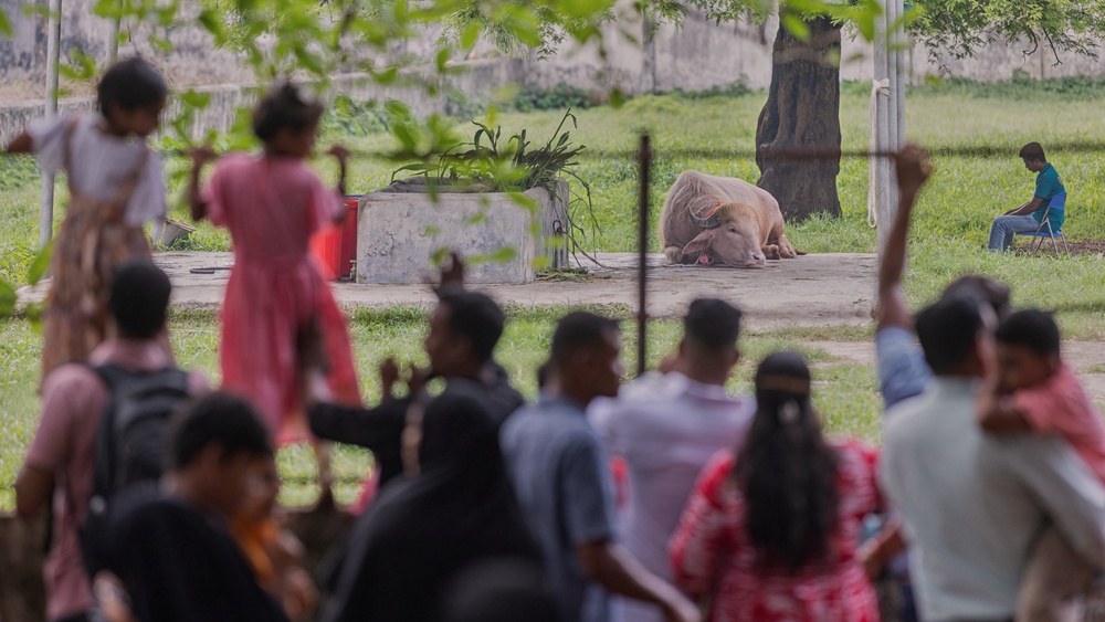 On Tuesday, visitors pressed against the fence of the buffalo’s enclosure, filming with their phones as some fathers hoisted small children on their shoulders for a better view (Copyright 2026 The Associated Press. All rights reserved.)