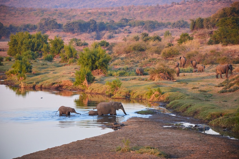 The Kruger National Park offers opportunities for tourists to spot the Big Five (Getty/iStock)