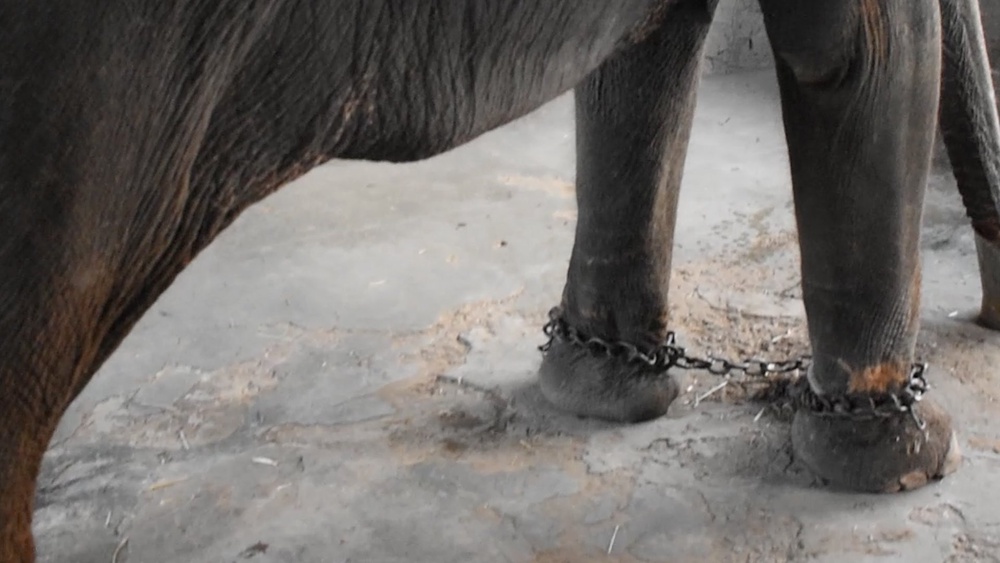 Peta India says elephants used for entertainment are kept almost constantly chained (Peta India)