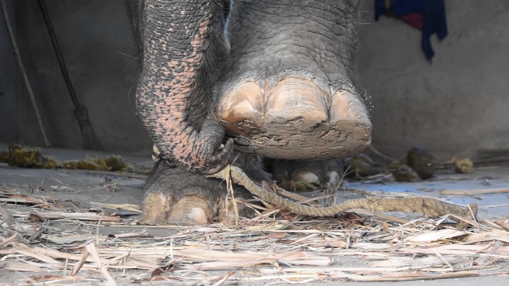 Peta India says elephants used in entertainment are forced to stand on hard concrete floors, leading to lifelong foot and musculoskeletal problems like arthritis (Peta India)