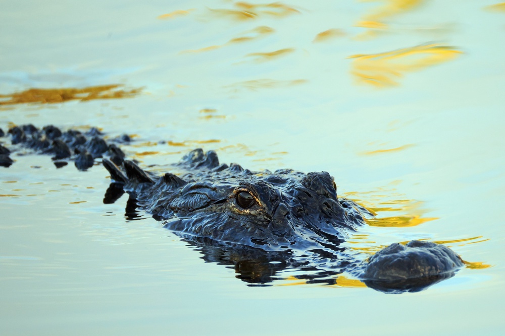 The alligator attacked while the friends were cooling off in just three feet of water, authorities said (file photo) (Getty)