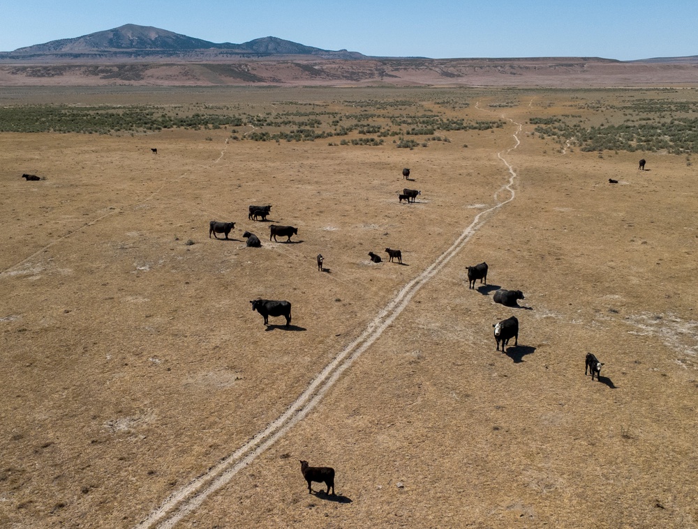 Cows graze in the area where the Stratos Project, a proposed data center will be built in Box Elder County on May 15, 2026 near Snowville, Utah. Supported by celebrity investor Kevin O'Leary, the data center proposal has met strong opposition from scientists, environmental groups, and citizens who fear it could have a potentially devastating impact on wildlife and the water level of the Great Salt Lake (Getty)