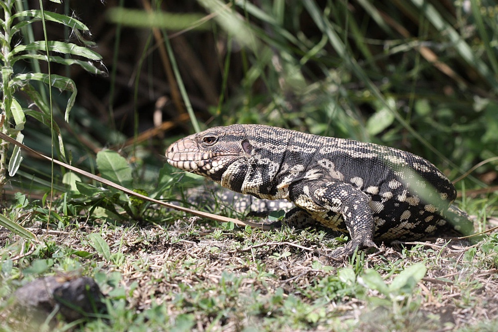 The tegu is native to Brazil, Paraguay, Uruguay and Argentina (Getty/iStock)
