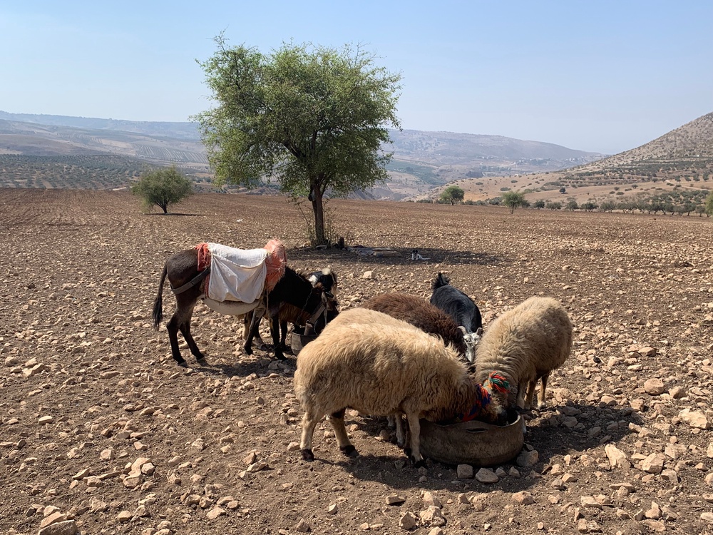 The Jordan Trail weaves 650km from Um Qais in the north to Aqaba in the very south of the country (Claire Dodd)