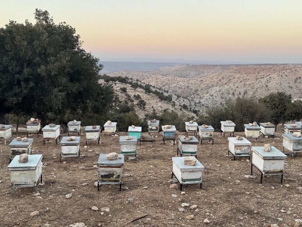 The bees that make Yousef's Honey (Claire Dodd)