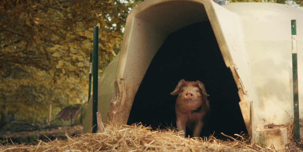 Jeremy Clarkson was forced to give away his pigs in the latest episode of 'Clarkson's Farm' (Amazon Prime Video)