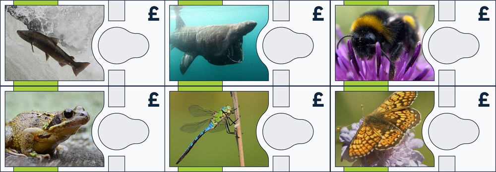 Photo issued by Bank of England of (left to right top row) Atlantic salmon, basking shark, buff-tailed bumblebee, (left to right bottom row) common frog, Emperor dragonfly and a marsh fritillary butterfly, to illustrate their consultation of the new design on Bank of England banknotes showing animals (PA)