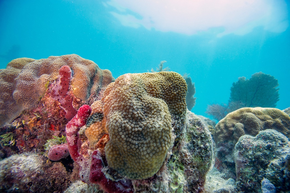 A diving group has issued a warning to divers, snorkelers and boaters to ensure their safety (AFP/Getty)