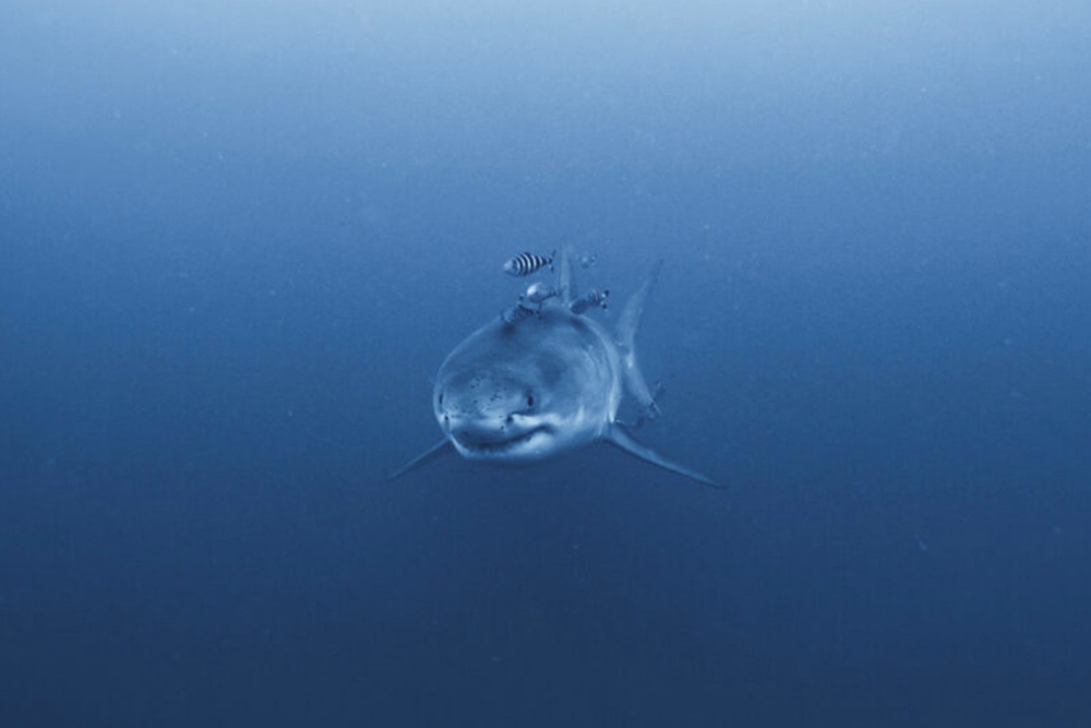 While there are a few hundred sharks in the Med, sightings are rare (Derk Remmers/Ghost Diving)