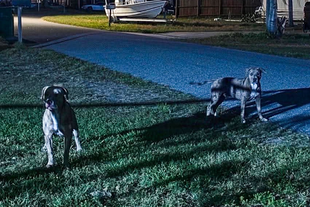 The two dogs, Max and Mako, that attacked and killed Cowan in Cocoa, Florida (Brevard County Sheriff's Office)
