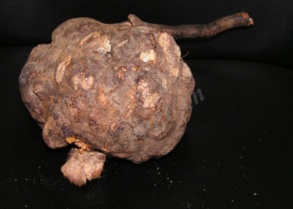 Dried root of Polygonum multiflorum (Journal of Holistic Integrative Pharmacy (2026))