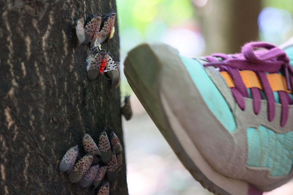 Stomping on spotted lanternflies is no longer enough to make a dent in their spread. They need to be removed from plants (Getty)