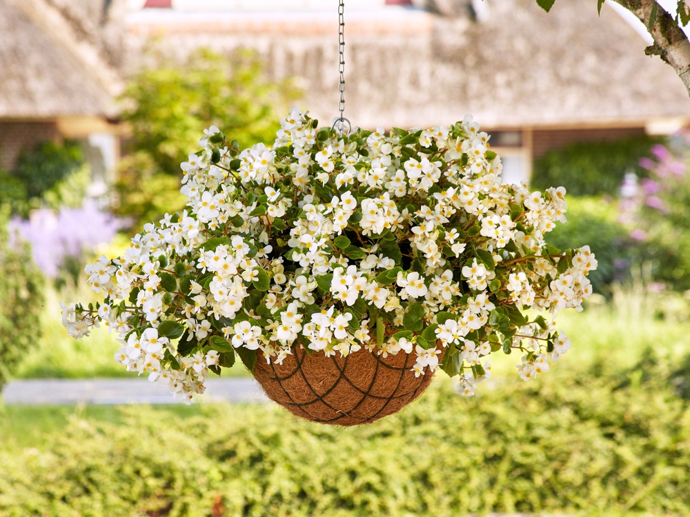 This image provided by Ball Horticultural Company shows a newly introduced Hula White begonia in a hanging basket (Ball Horticultural Company)