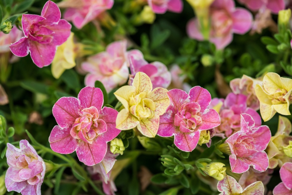 This image provided by Proven Winners shows Superbells Magic® Double Grapefruit Calibrachoa, a new annual for 2026, in full bloom (Proven Winners)