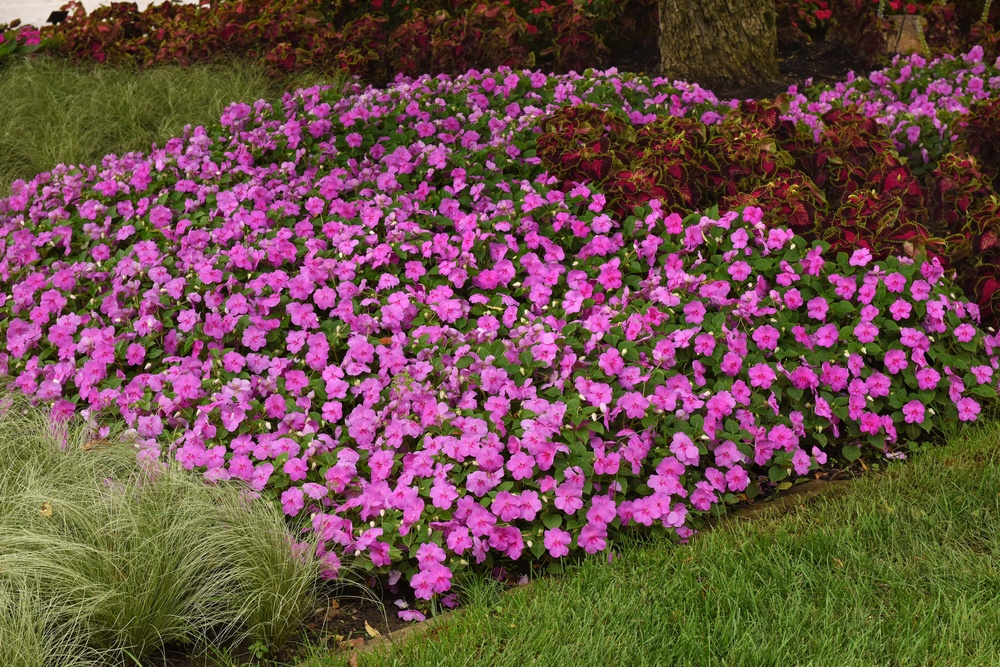 This image provided by Ball Horticultural Company shows Blue Pearl Beacon, a new Impatiens plant for 2026 (Ball Horticultural Company)