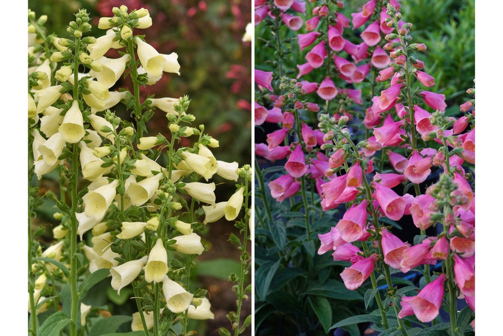 This combination of photos show Digitalis Arctic Fox plants in lemon cream, left, and rose (Ball Horticultural Company)