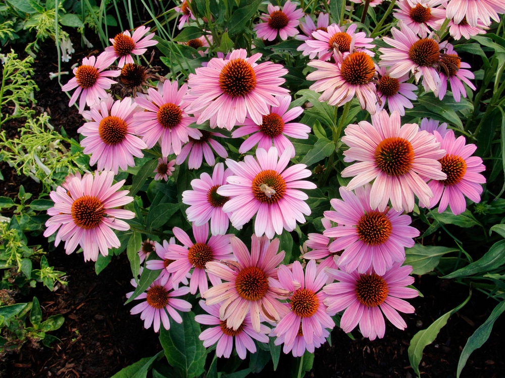 This image provided by Terra Nova Nurseries shows Echinacea French Tips, a new introduction for 2026 (Terra Nova Nurseries)