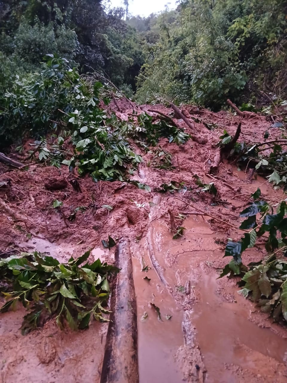 Landslides have also hit producers in Ms Herrera's cooperative, destroying parts of farms and cutting off producers (Silvia Herrera)