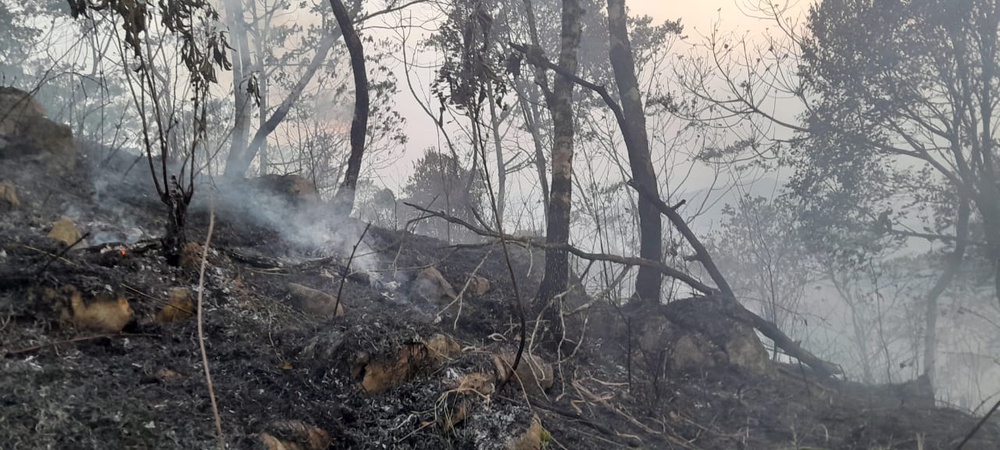 Pictured is the aftermath of fires that have hit coffee producers in Ms Herrera's cooperative in the Chiapas Region of Mexico (Silvia Herrera)