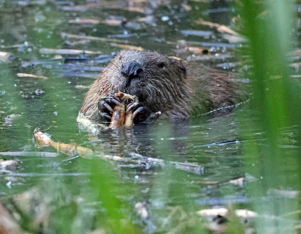 The beavers were introduced in October 2023 (Matt Smith)