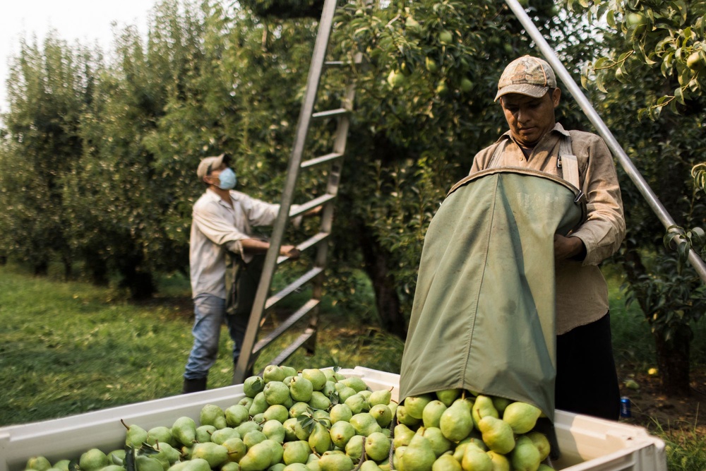 An orchard worker unloads a bag of pears in Hood River, Oregon, in August 2021. Limiting your regular serving of pears can help reduce digestive failings (AFP/Getty)