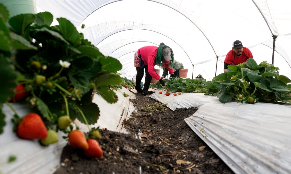 Today, most US consumers purchase strawberries supplied by Mexico, while Peru and Chile have cornered the rest of the berry market (AFP via Getty Images)