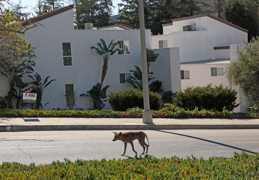Coyotes aren’t the only species that can be infected. Humans, dogs, foxes and other canids may also be at risk (Getty Images)