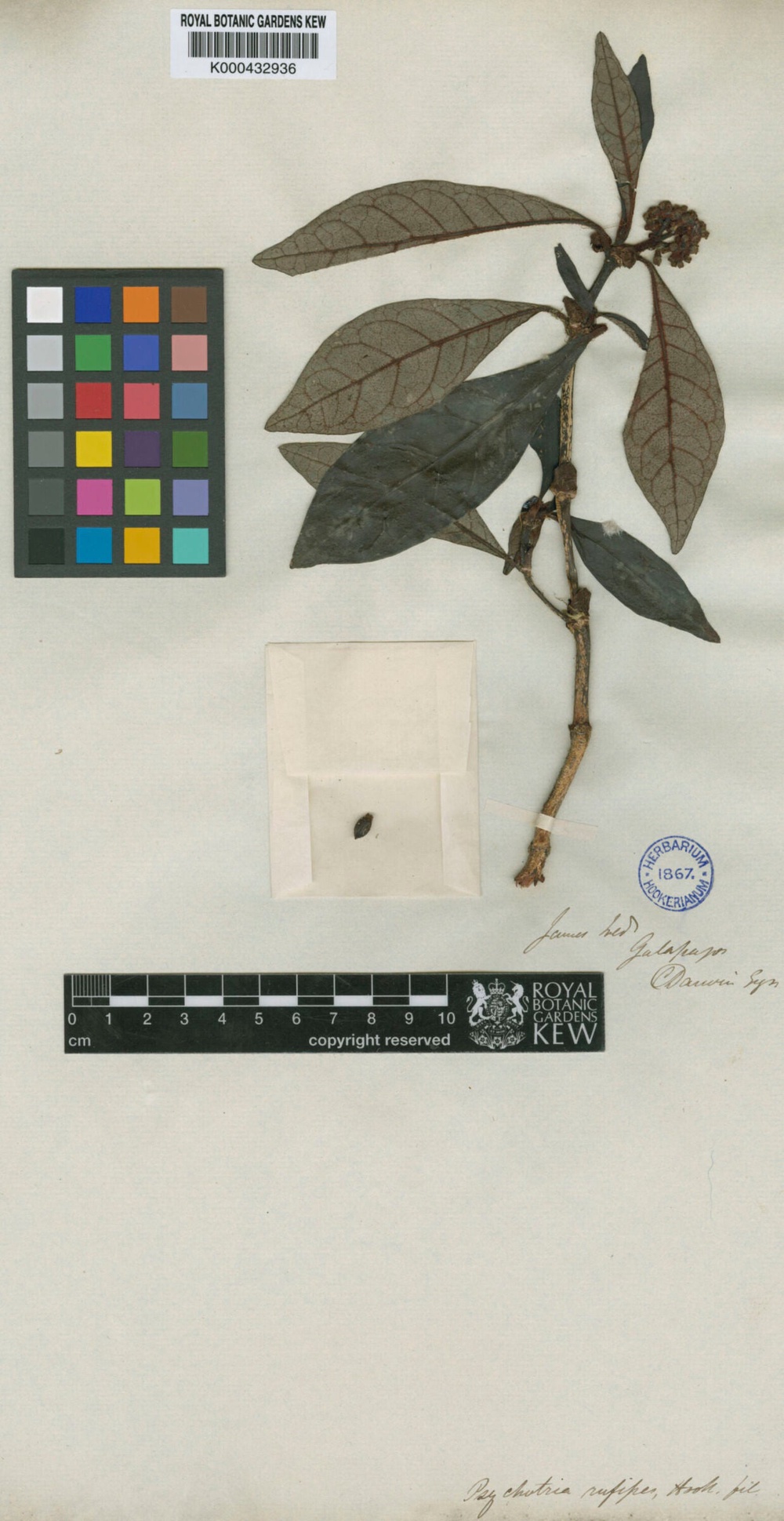 A digitised record of a herbarium specimen collected by Charles Darwin (PA)