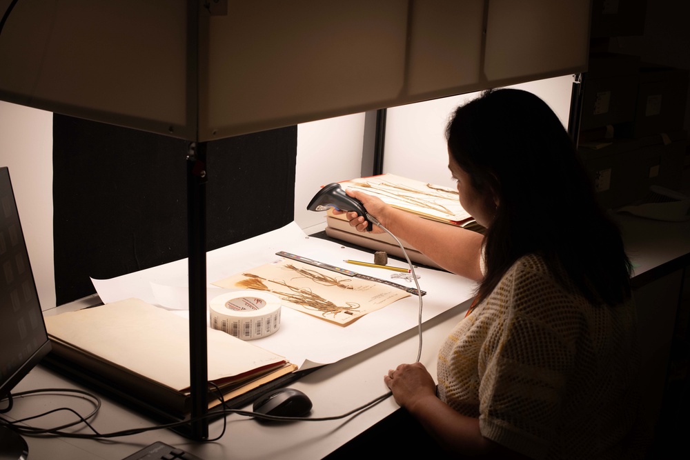A worker digitising plant specimens (PA)