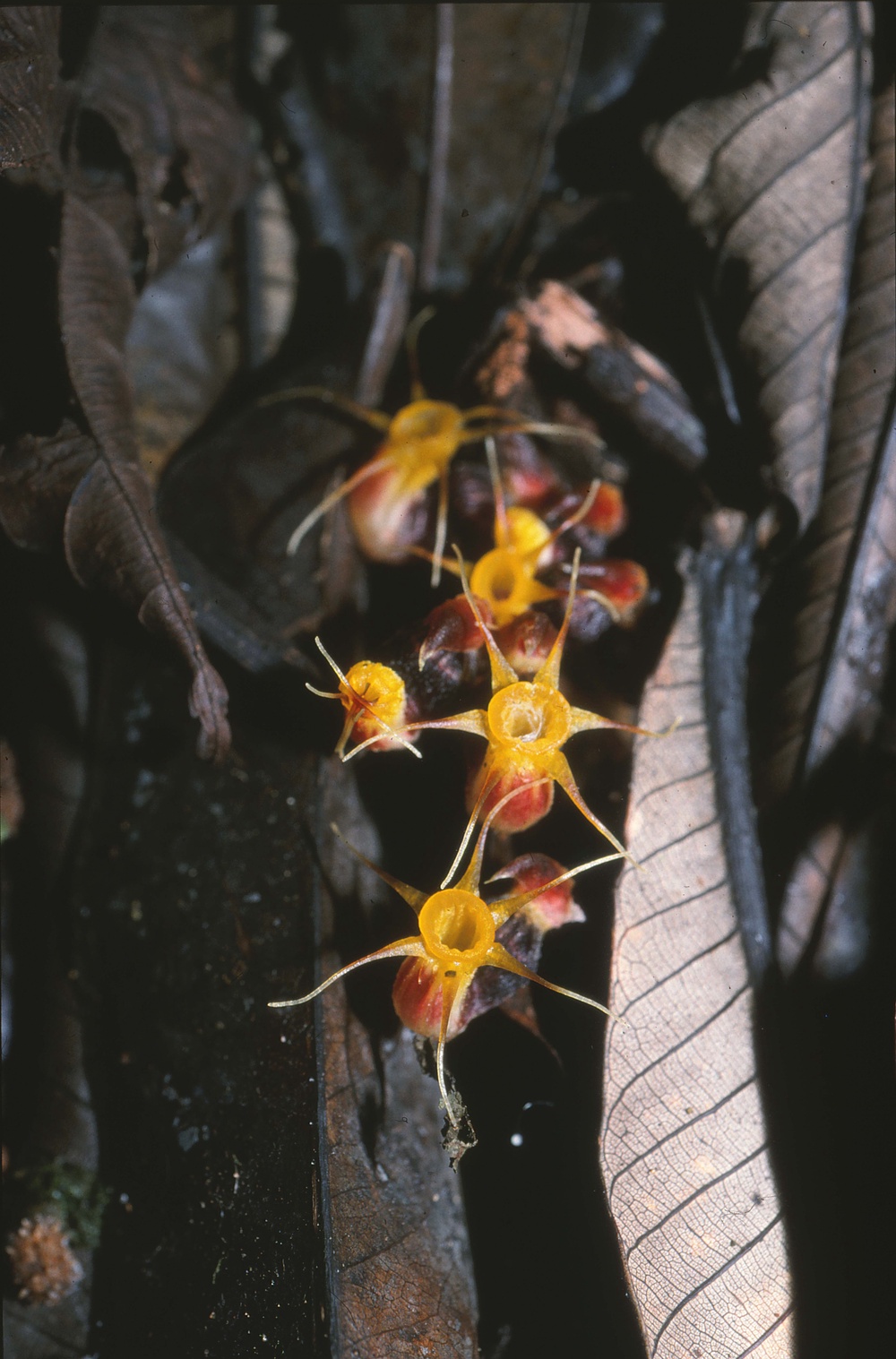 Afrothismia winkleri, one of 4,600 new species of plant and 7,800 new fungi described by scientists for the first time in 2024/25 (PA)