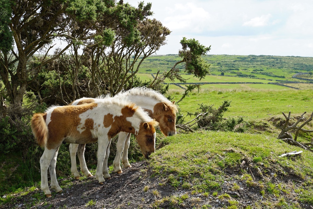 According to campaigners, Dartmoor hill ponies have been on the landscape for 4,500 years (Getty/iStock)