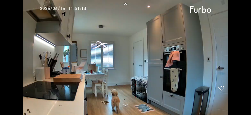 Video viewed on the Furbo app (Alistair Charlton / The Independent)