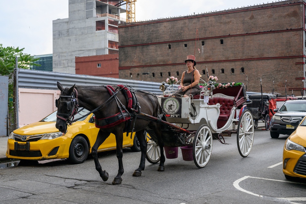 Horse-drawn carriage driver Christina Hansen rides her carriage through Manhattan on August 26, 2022, in New York City. In June 2026, a carriage horse named Deniz died after eating a toxic plant in Central Park (AFP/Getty)