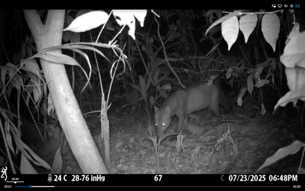 Short-eared dog captured by camera trap (Wallace et al., 2026)
