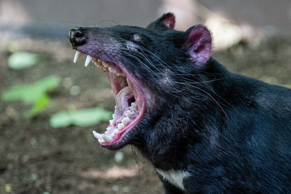 This photograph shows a Tasmanian devil, a species of carnivorous marsupials marked 