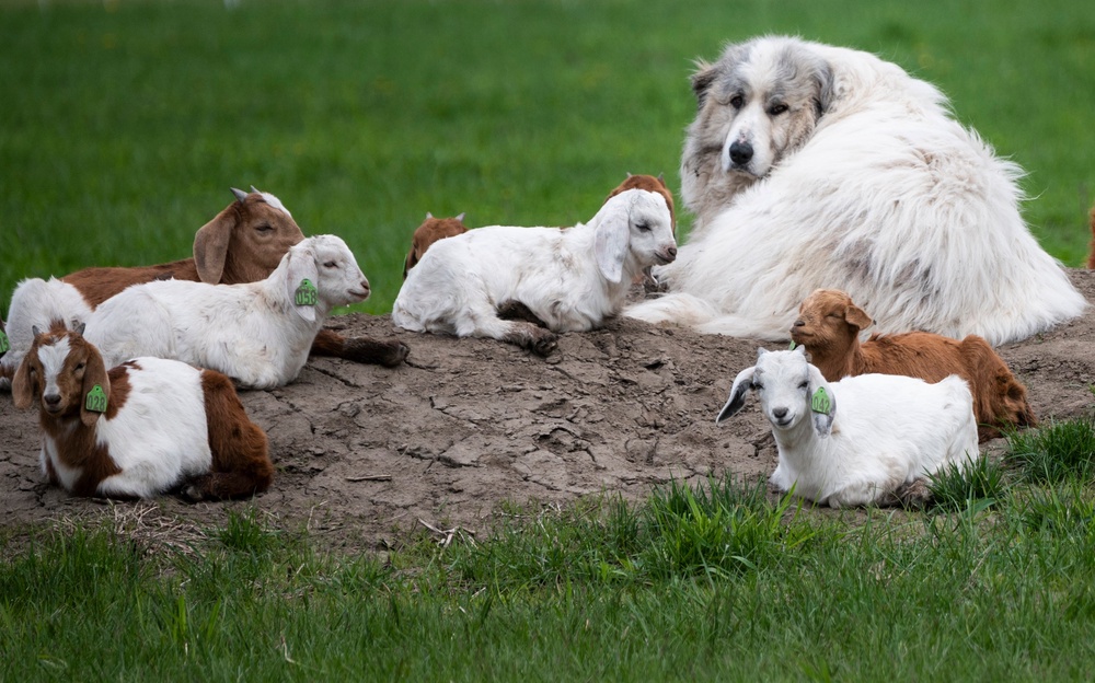 Goats and dogs can respond to human cues to the same ability, the study found (AFP/Getty)