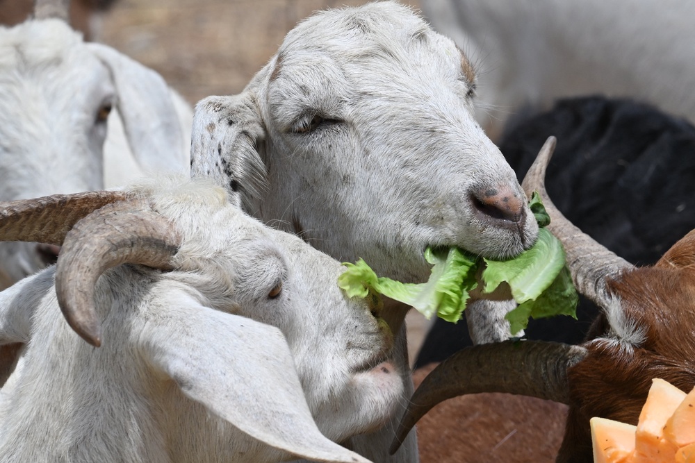 Goats are among the oldest domesticated species (AFP/Getty)