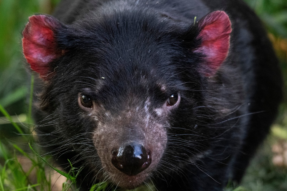 This photograph shows a Tasmanian devil, a species of carnivorous marsupials marked 
