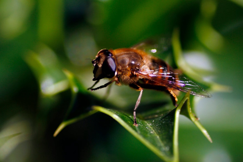 One entomologist said they believed Mandel could have been exposed to a bot fly. These flies lay their eggs on other common blood-sucking insects first (Getty Images/iStock)