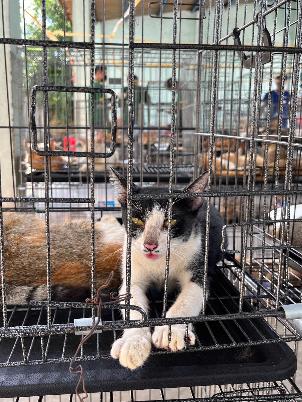  (Phuong Pham/Humane World for Animals Vietnam)