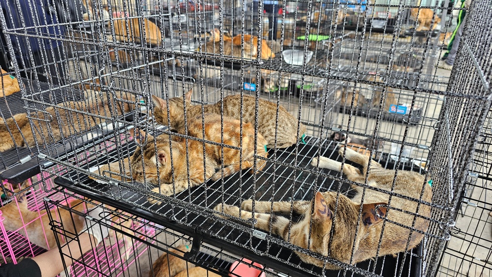Hundreds of cats seized by Ho Chi Minh City police in one of the largest cat meat busts in Vietnam's history (Phuong Pham/Humane World for Animals Vietnam)