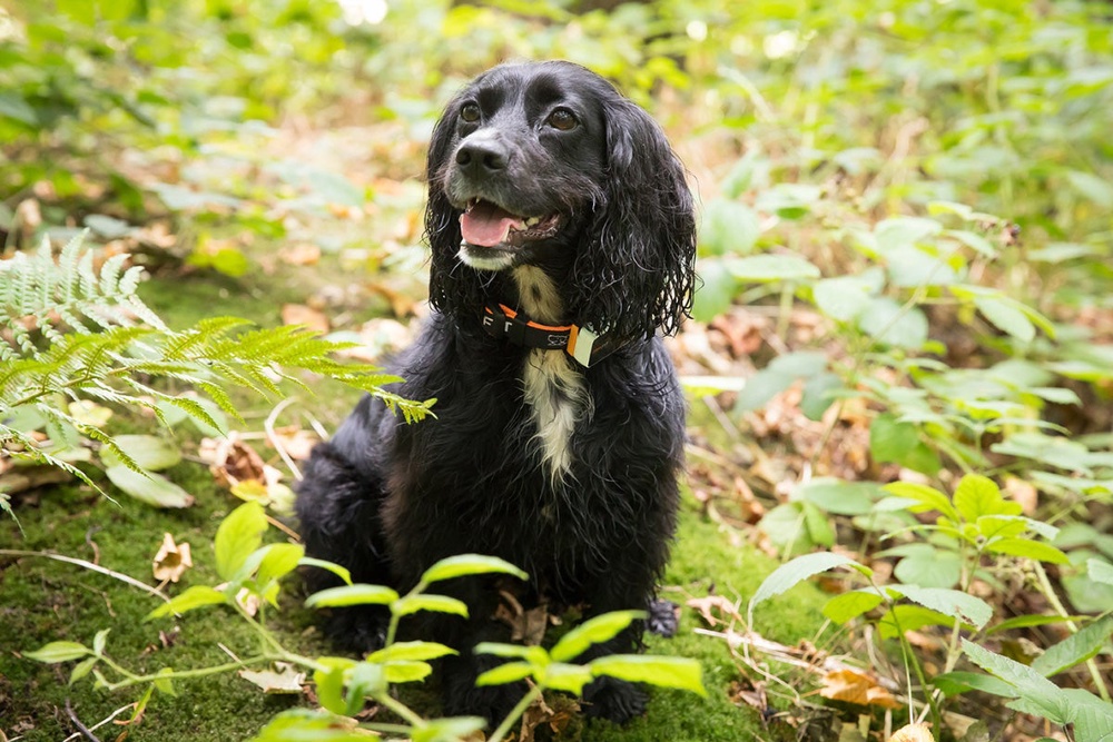  (Pawfit)