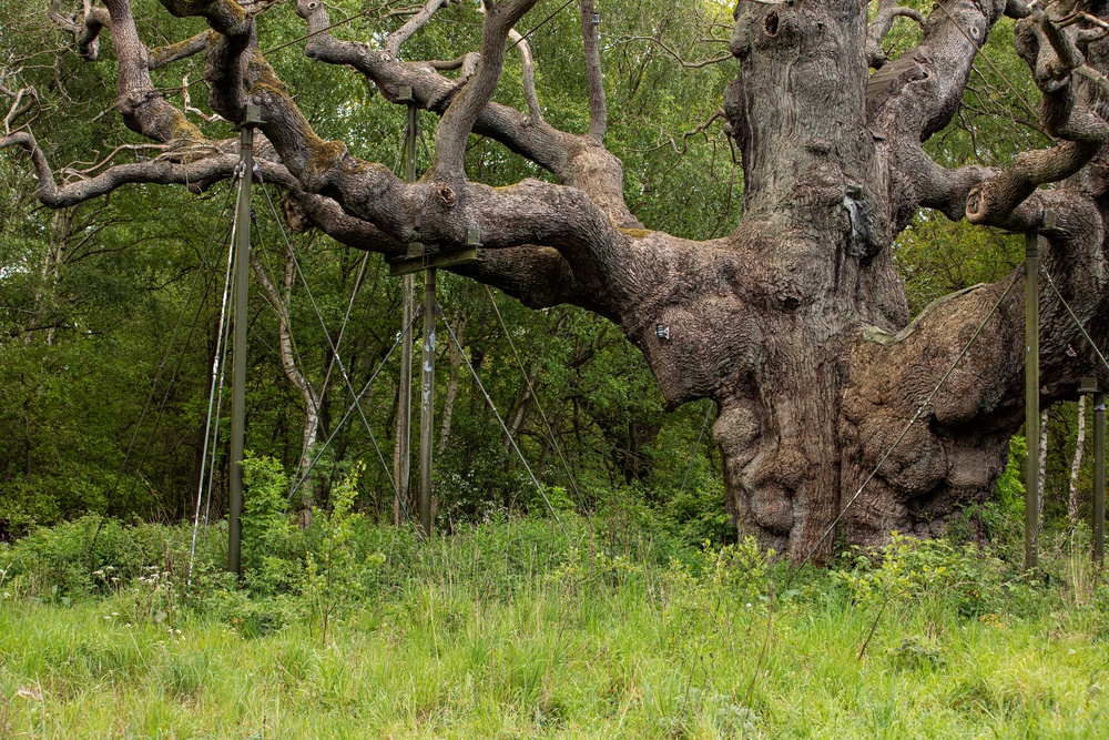 Conservationists say ‘well-intentioned’ interventions such as props have contributed to its demise (Ben Andrew/RSPB/PA)