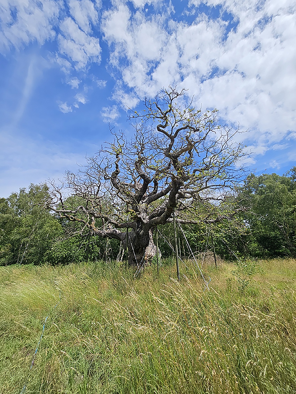 Experts say they believe five hot and ‘droughty’ years have added to the tree’s decline (Chloe Ryder/Sherwood Forest/PA) (Chloe Ryder/Sherwood Forest)