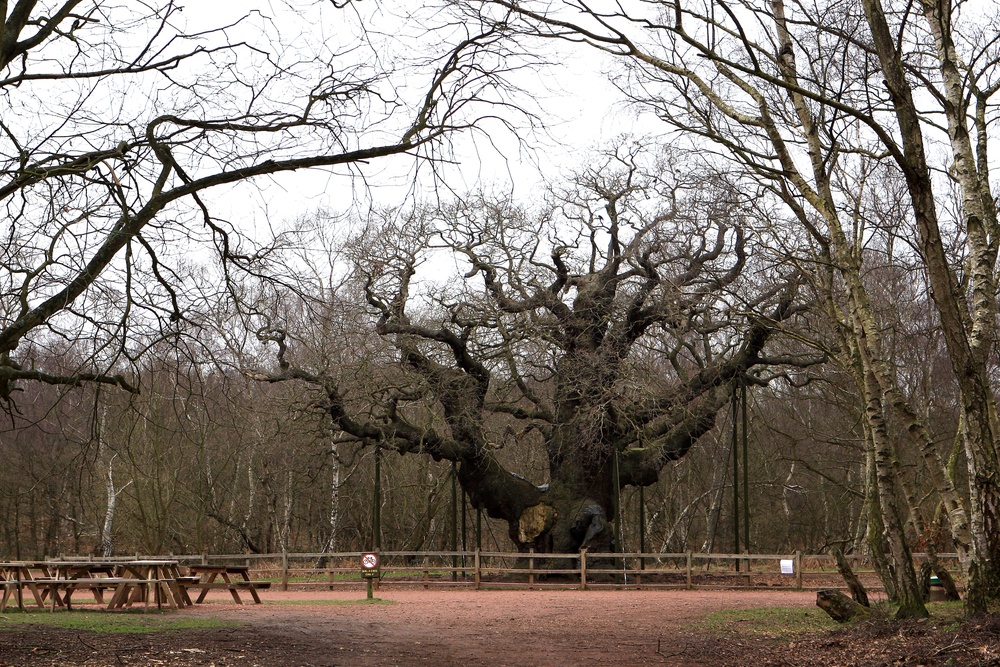 The tree is renowned as the place said to have sheltered Robin Hood (John Walton/PA) (PA Archive)